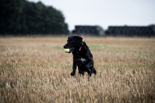 Dog with ball jumping out of field