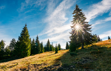 spruce forest in morning sunlight. beautiful landscape in mountains. 