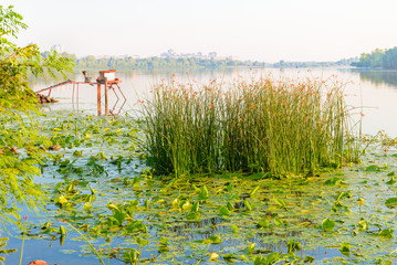 Scirpus plants and yellow waterlily in the misty Dnieper river in Kiev, Ukraine, at sunrise © Maxal Tamor