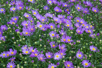 Lawn with a large number of blue flowers as a background