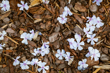 Fallen flowers of lilac Phlox on wood chips as a natural background