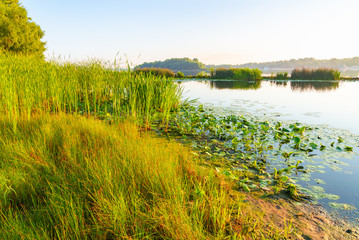 Scirpus plants and yellow waterlily in the Dnieper river in Kiev, Ukraine, at sunrise