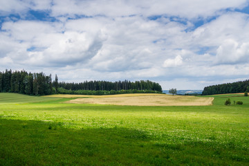 Germany, Green german perfect nature landscape of forest and pasture