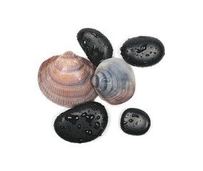 Black spa stones with clams water drops isolated on white background, top view