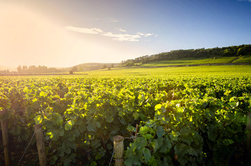 Vineyards in Savigny les Beaune at sunset, near Beaune, Burgundy, France