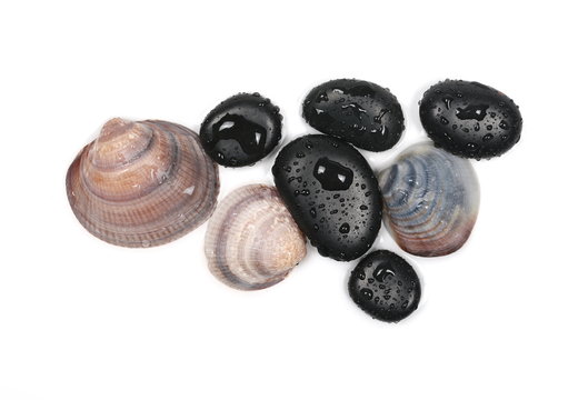 Black spa stones with clams water drops isolated on white background, top view
