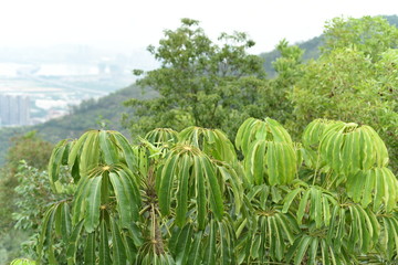 Queensland umbrella trees under strong sunlight