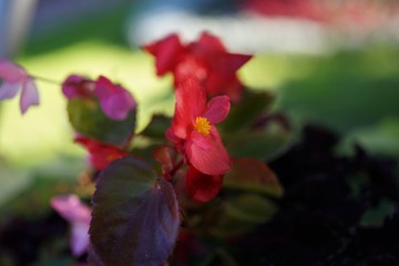 Ired flowers and bright yellow center details blooming on the top of the green stick.Make it...