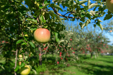 【青森県弘前市岩木山麓】津軽のりんごは日本一