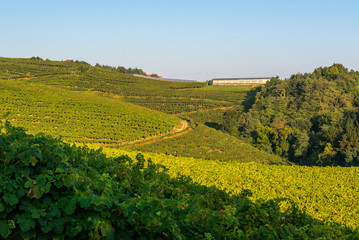 Txakoli white wine vineyards, Getaria, Basque Country, Spain