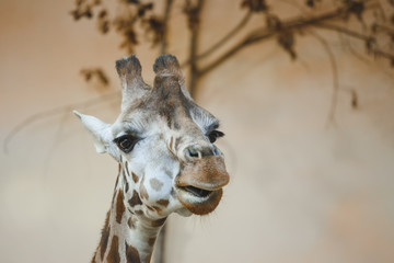 Obraz premium Portrait of a giraffe, giraffe head large.