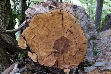 Fototapeta premium Sectioned tree trunk