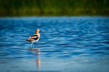 American Avocet (Recurvirostra americana)