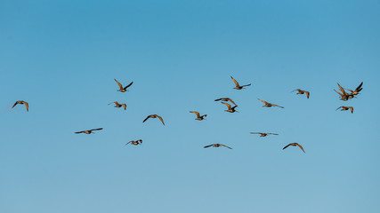 Marbled Godwit