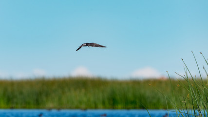 Black Tern in flight over a prairie wetland