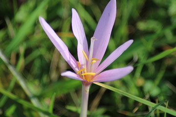 Fototapeta premium Krokus