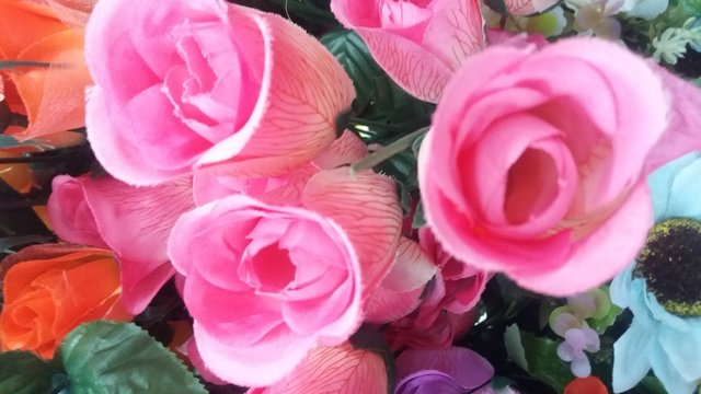 pictures of beautiful pink roses with blooming petals