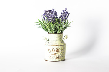 Lavender plant in a pot isolated on white background