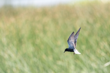 Black Tern (Chlidonias niger)