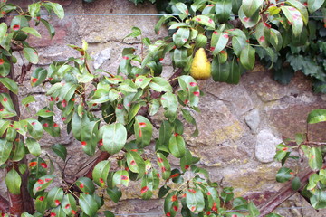 Leaves with orange spots of pear rust (Gymnosporangium fuscum) a fungal pathogen affecting pear...