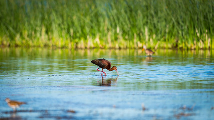 White-faced Ibis (Plegadis chihi).