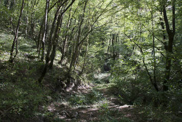 Mamed gorge on the Black Sea coast of Russia