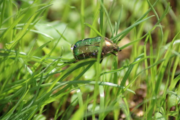 Käfer 