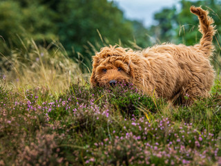 Fototapeta premium A young red Cockapoo puppy