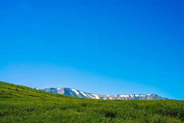 Fototapeta premium Giant mountains with snow behind green meadow with rich vegetation of highlands on hill under clear blue sky. Amazing sunny mountain landscape of majestic nature.