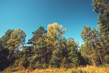 Fototapeta premium Fall glade in dense forest in vintage style. Colorful meadow among trees with yellow foliage in sunlight. Atmospheric autumn landscape.