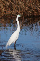 Kotuku in  Swamp