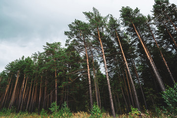 High pines under cloudy sky. Background of pine forest boundary. Texture of pinery. Wall of amazing...