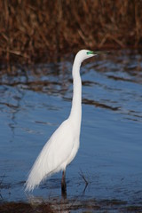 Obraz premium Kotuku in Swamp
