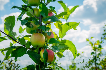 ripe apples on a tree