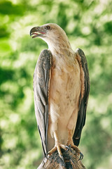 White-bellied Sea-eagle in the natural forest, Southern of Thailand, Vintage color