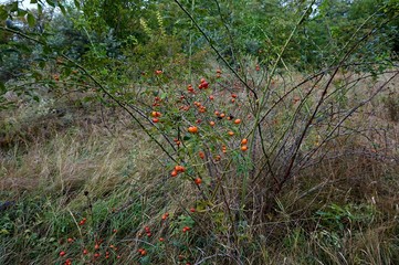 Fototapeta premium A growing wild plant: red wild rose berries.