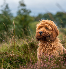 A young red Cockapoo puppy