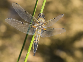 Eine Libelle sitzt auf einem grünen Grashalm über der Wasseroberfläche.