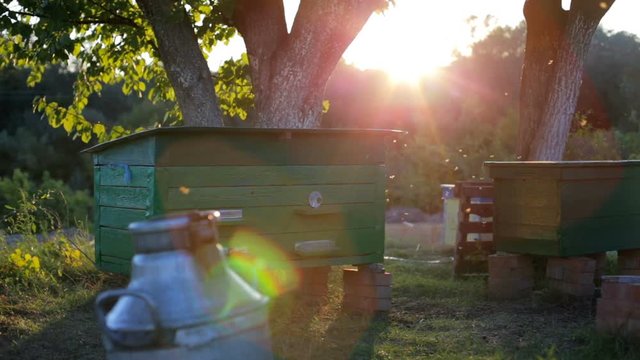 Bees fly into the beehive in the apiary