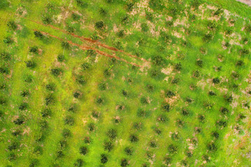 View from above on agricultural plantations in Georgia.