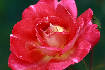 beautiful home roses