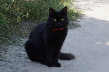 one black cat sitting on the ground near a green grass