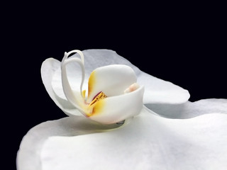 White orchid isolated on black background