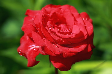 beautiful home roses