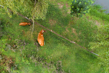 Obraz premium Top view of the cow and calf.