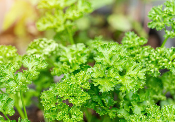 Green Parsley leaf background.