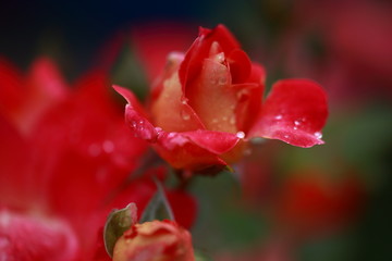 Fototapeta na wymiar beautiful home roses
