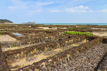 Beautiful view of the beds at a farm for harvesting oysters at low tide in Cancale, France, in summer