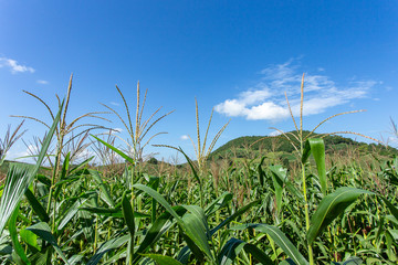 Corn farm on hill with blue sky and sunset background