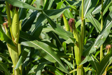 Two mature yellow cob of sweet corn on the field. Collect corn crop.